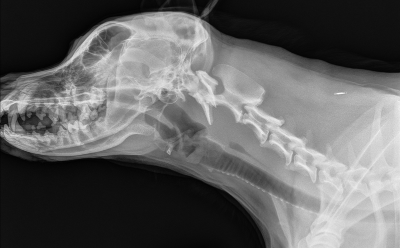 veterinaermedizintechnik